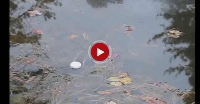 Huge Chunk Of Sodium In Pond