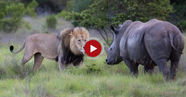 Rhino Versus Lion PRide Fight, Lions Never Had A Chance!