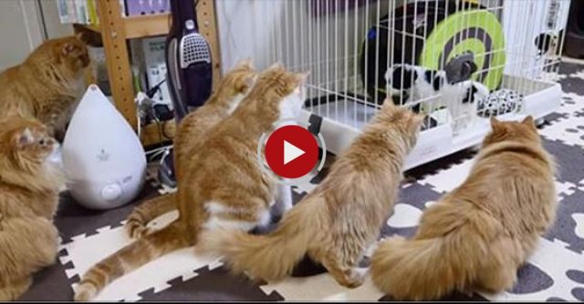 Cats' Interviewing With A Puppy