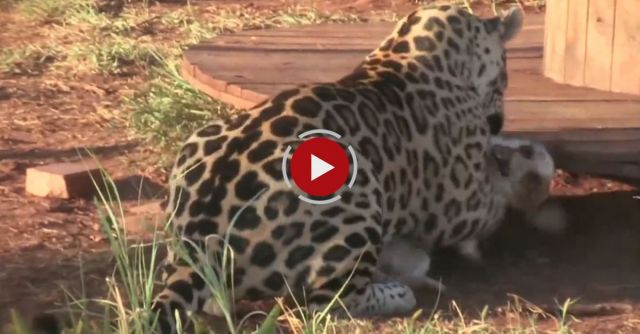 Cute Dog And Jaguar Are Best Friends