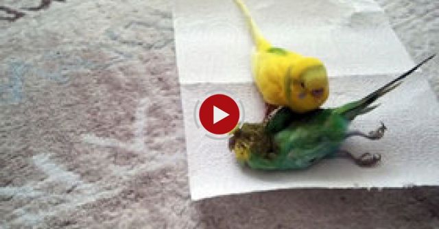 Bird Mourns His Friend 