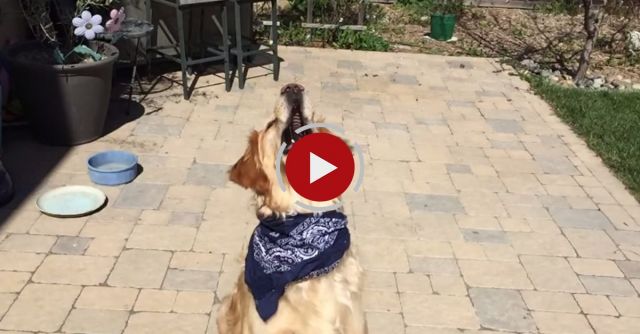 Fritz Learns To Catch Compilation