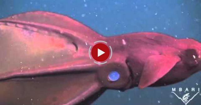The Vampire Squid - An Ancient Species Faces New Dangers In The Deep