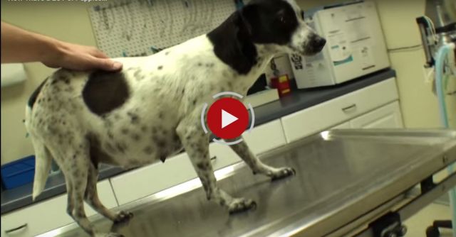 Now That's A LOT Of Puppies!!!