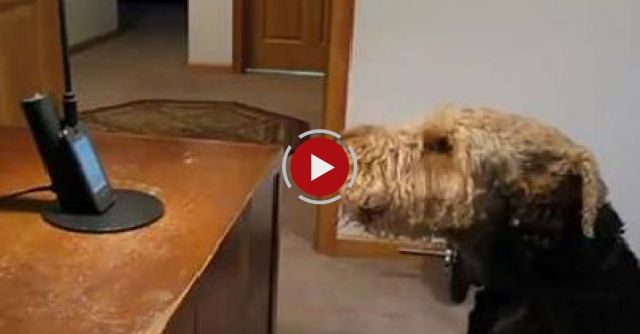 Stanley The Singing Airedale Talks On The Phone ...