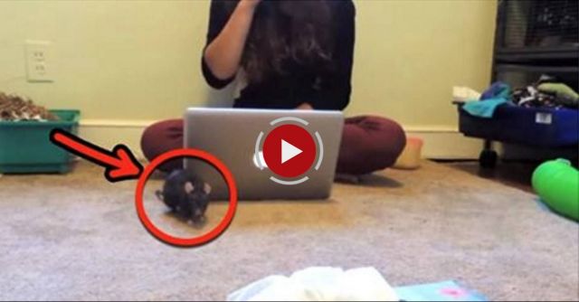 Truth About Rats: Rat Tricks