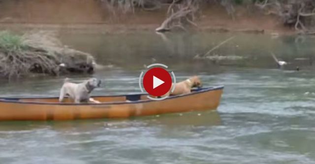 Smart Dog Rescues Dogs In Canoe!