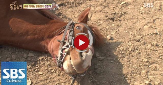 Smart Horse Plays Dead Every Time He’s Supposed To Go For A Ride 