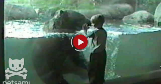 Bear And A Boy Play Cutest Game Of Follow The Leader