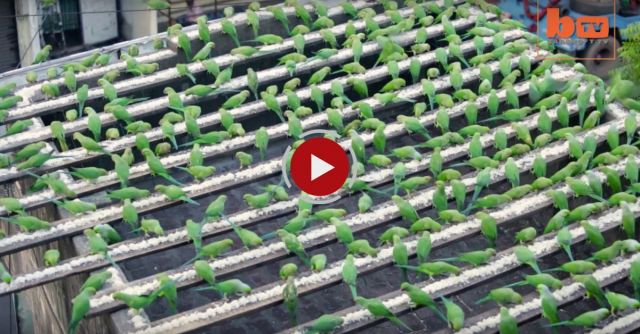 India’s ‘Birdman’ Feeds 4,000 Parakeets A Day