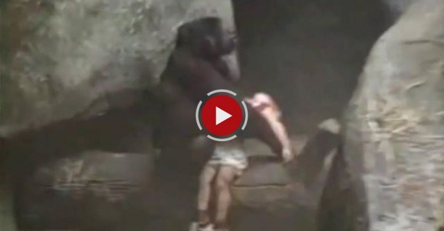 Gorilla Grabs Child In The Zoo