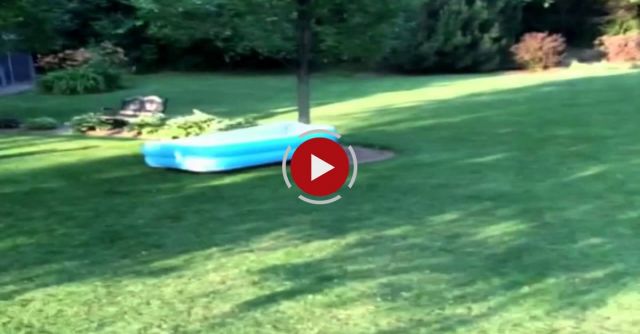 Dog Runs Away With Inflatable Pool