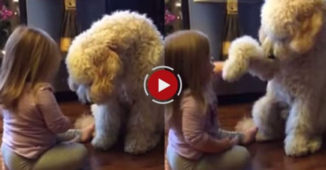 Parents Capture The Most Beautiful Moment Between Daughter And Doggy