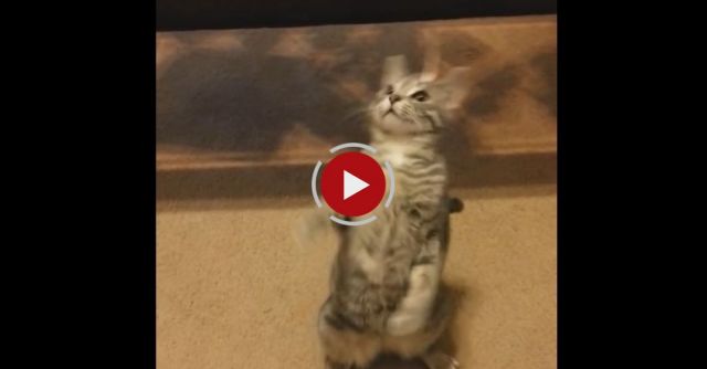 Cute Kitty Is Confused By Her New 