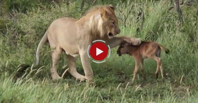 Lion Playing With His Prey