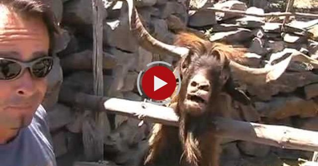 Man Argues With Spitting Goat