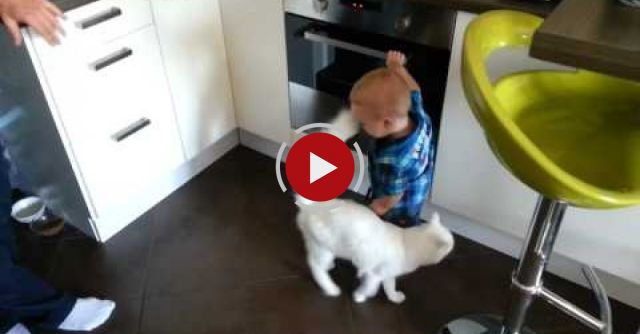 Cat Protects Little Boy From The Hot Stove