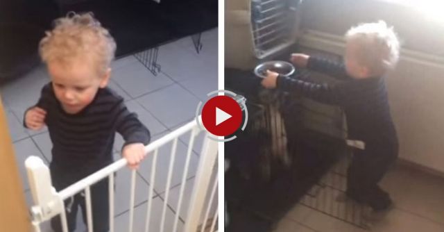 Great Little Corgi Helper