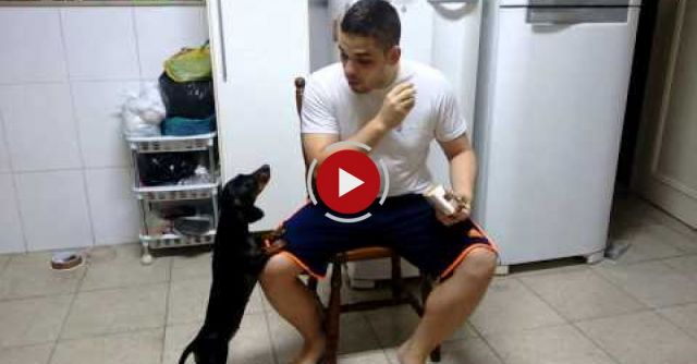 Genius Uses Reverse Psychology To Have His Dog Take Medicine