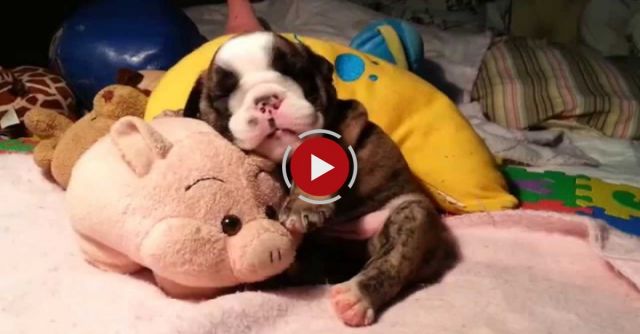 English Bulldog Puppy Snoring