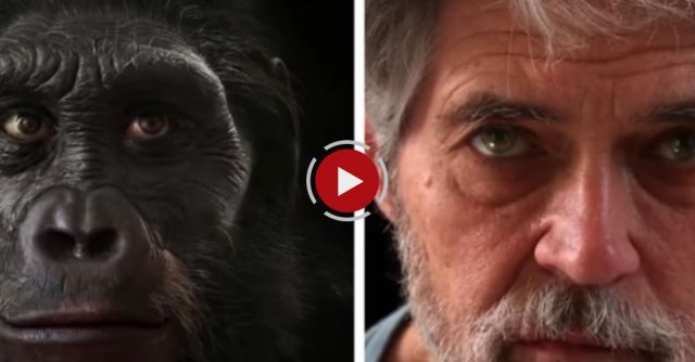 The Evolution Of Human Faces In The Last 6 Million Years