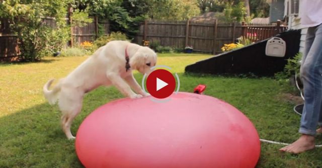 Dog Plays With Water Balloon