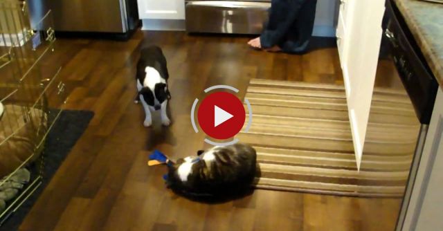 Boston Terrier Vs. Mean Cat