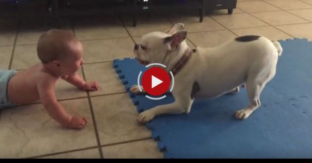 Rupert The French Bulldog Spins And Baby Laughs