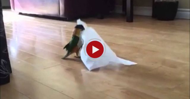 Little Bird Plays With Paper Towel
