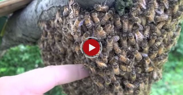 Sticking HAND Into BEEHIVE!!!