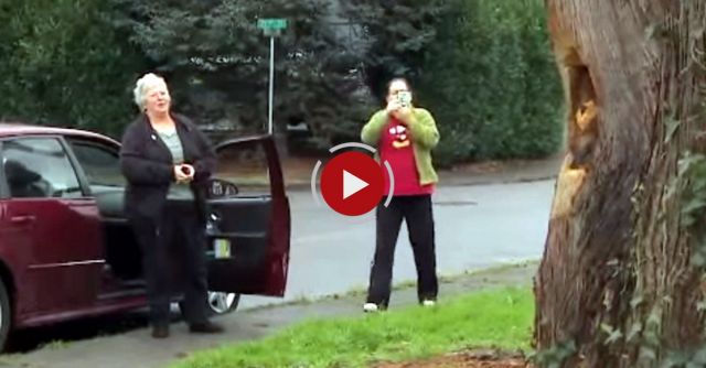 Artist Uses Chain Saw To Cut Down Tree Into Library