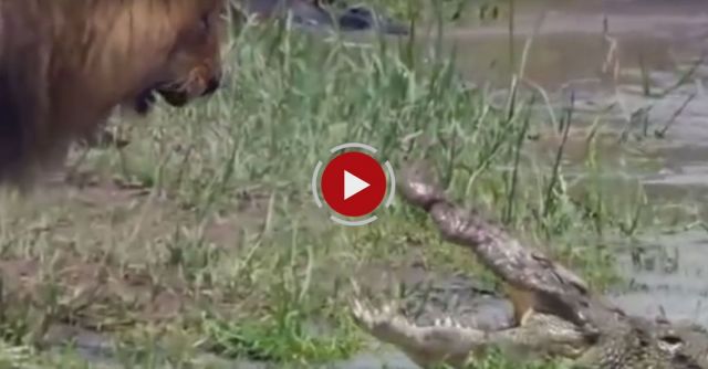 Lion Vs Crocodile Real Fight 