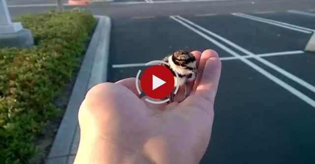Rescued Baby Bird Returned To Parents.