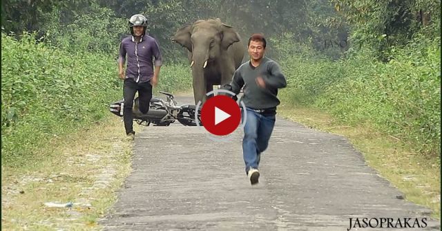 Elephent Chasing Bike Rider