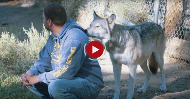 Living With Wolves Saved My Life