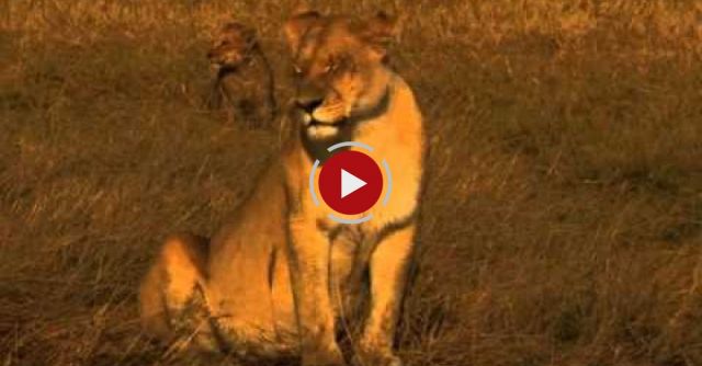 Very Emotional Female Loin Leaving Her Broken Back Bone Cub