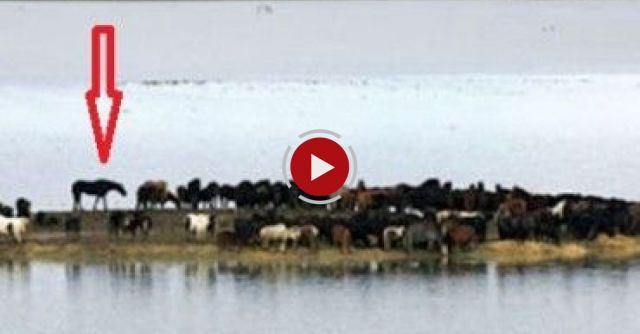 NETHERLANDS RESCUE - 2006