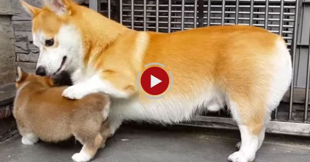 Teaching A Puppy To Sit