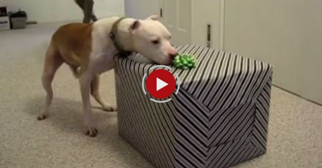 Wallace The Pit Bull Celebrates His 11th Birthday