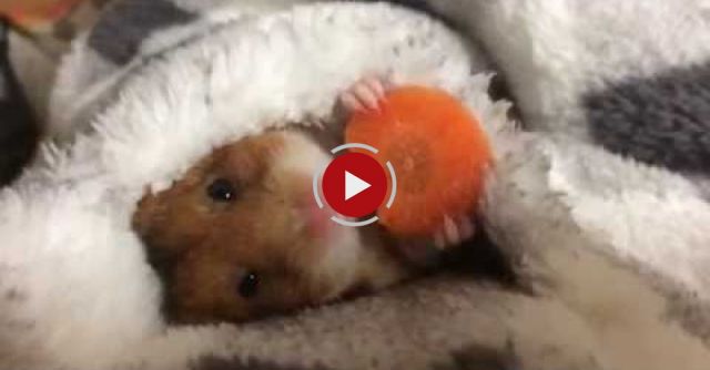 Hamster In A Blanket Eating Carrot