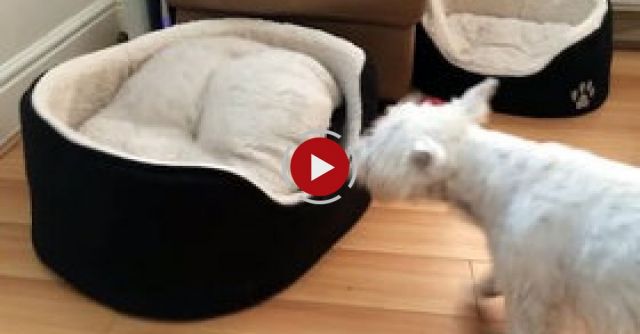 West Highland Terriers Engage In Hilarious Game Of Peek-a-boo