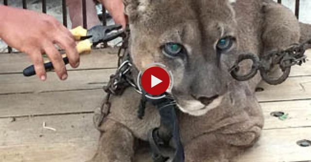 Mountain Lion Returned To Forest After Life In Back Of Circus Pick-up Truck