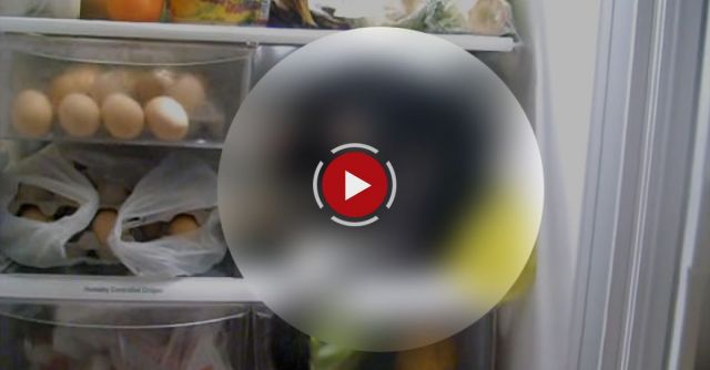 LUNA LOVES THE FRIDGE