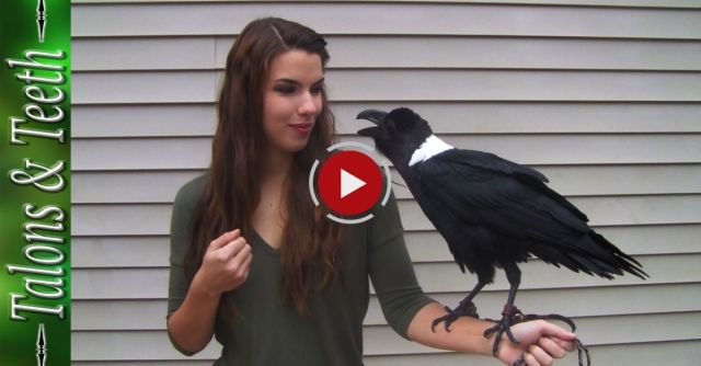 Ravens Can Talk!