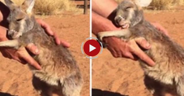 Baby Kangaroo Affection