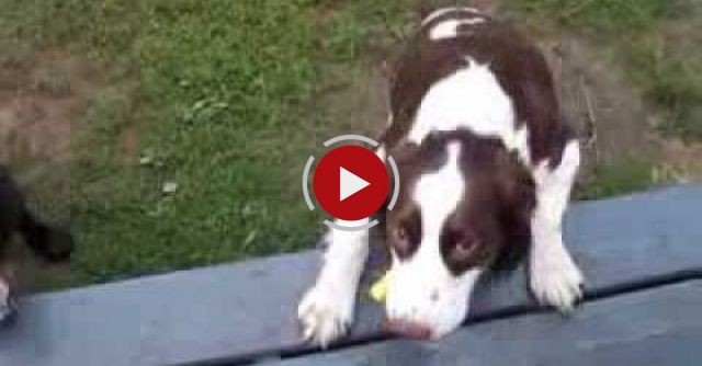 Blind Dog Plays Fetch