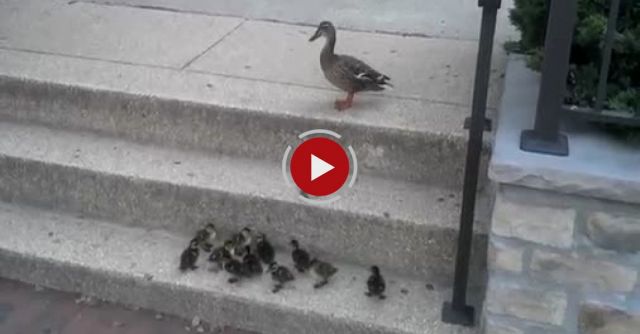Ducklings Vs. Stairs