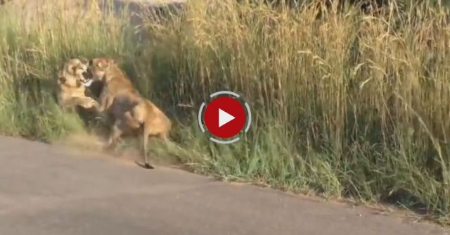 Kruger National Park Lion Attack ! Mother Defends Cub