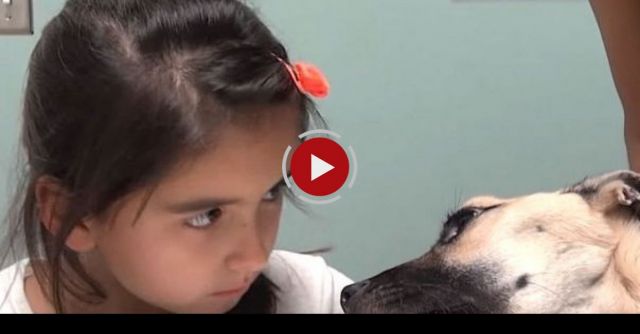 Rescuing A Dog Who Was Starved To The Brink Of Death - Her Recovery Will AMAZE You! Please Share!
