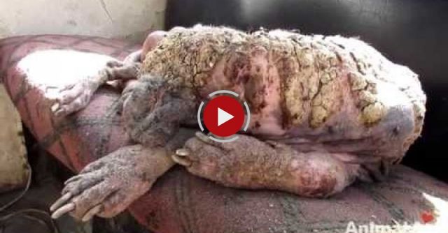 Awe-inspiring Recovery Of A Dog Turning To Stone From Mange